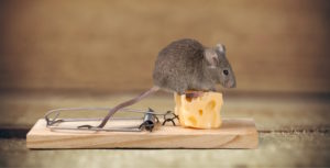 Best Pest Control in Birmingham - Get a Quote