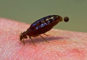 bed bug infestation birmingham