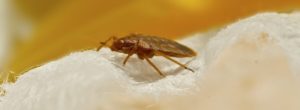 bed bug infestation pest control