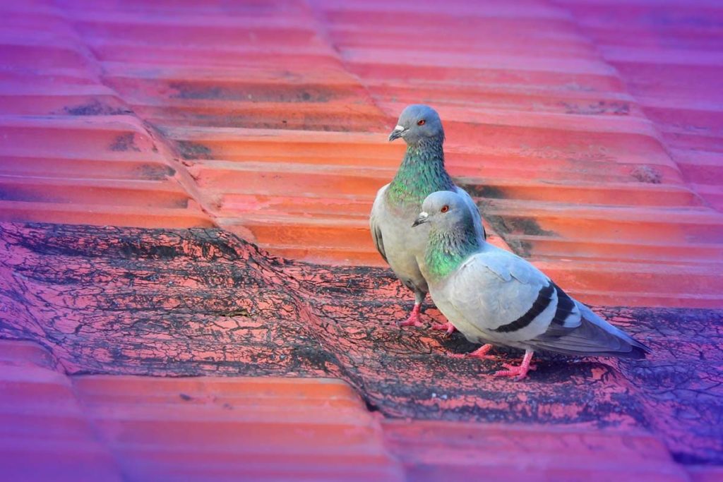 True insights into Commercial Pigeon Control - Bug Busters Birmingham