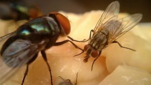 Real Information on Caldmore Pest Control Fees and Charges