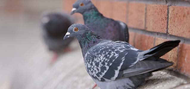 pigeon bird control birmingham