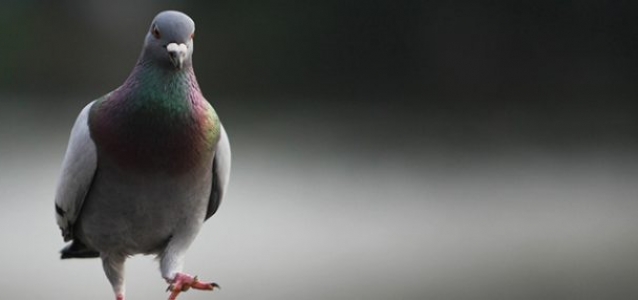 pigeon bird control Birmingham West Midlands