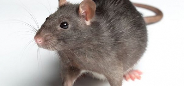 rat control Birmingham West Midlands