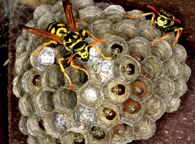 wasp control birmingham-pests