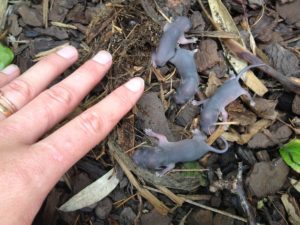 rats in compost bin in garden Birmingham